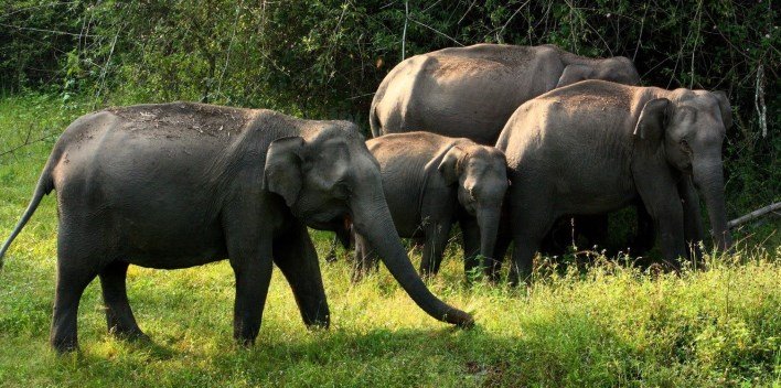 Bandipur Safaris