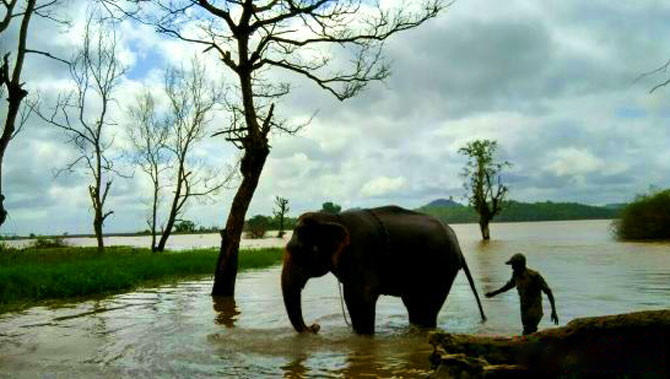 Sakrebyle Elephant Camp, Sakrebyle, Shimoga