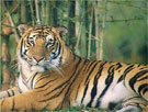Tusker Trails - Tiger in the Bandipur Jungle